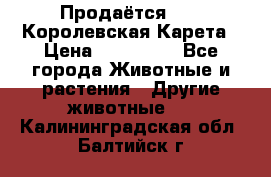 Продаётся!     Королевская Карета › Цена ­ 300 000 - Все города Животные и растения » Другие животные   . Калининградская обл.,Балтийск г.